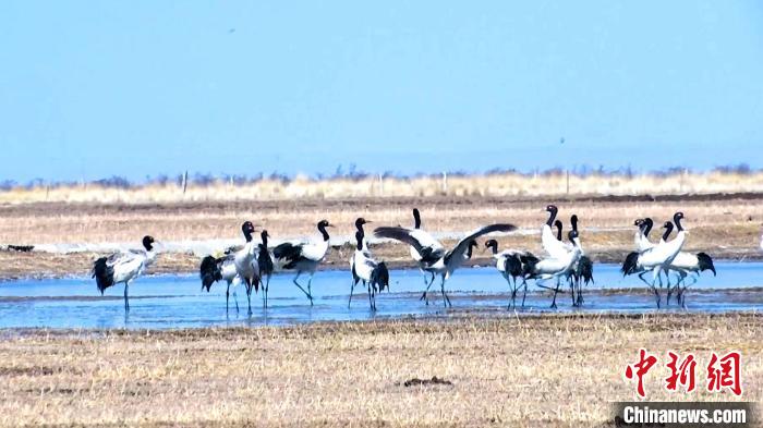 圖為成群的黑頸鶴“翩翩起舞”?！‘?dāng)智 攝