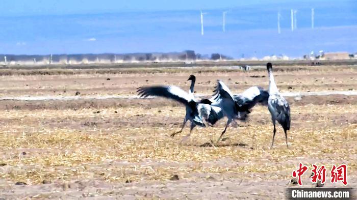 圖為黑頸鶴追逐嬉戲?！￡惷髡?攝
