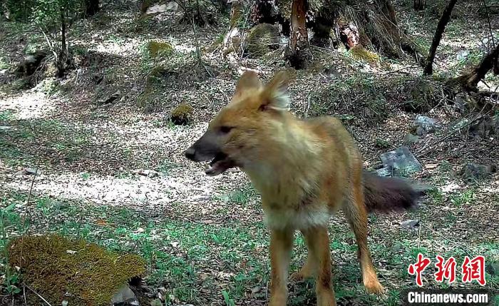 青?；ブ鄙搅謪^(qū)首次記錄到豺活動影像