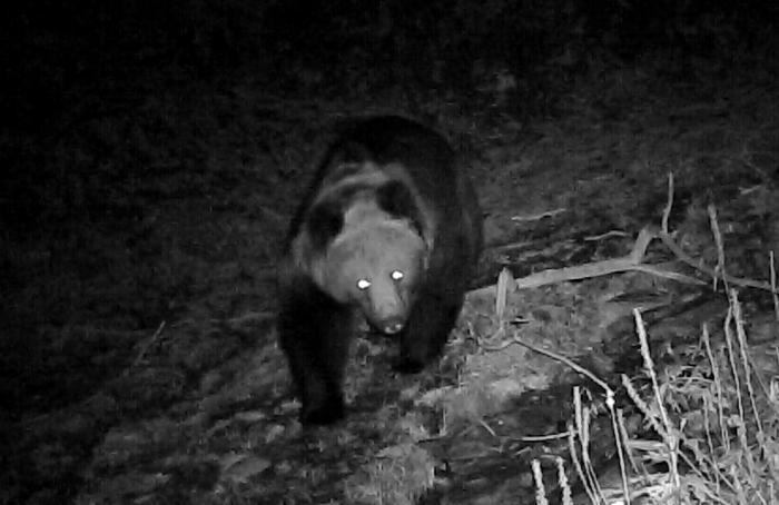 青?;ブ鄙?0年來(lái)首次發(fā)現(xiàn)棕熊活動(dòng)軌跡