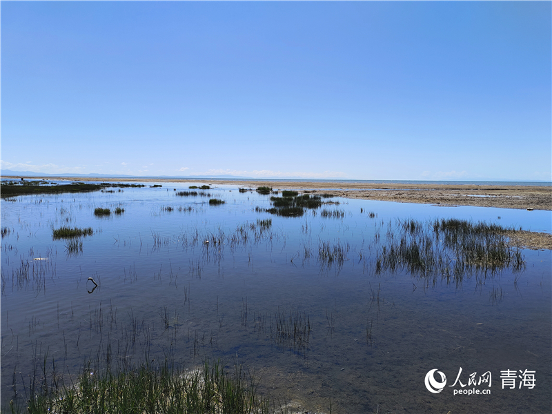   青海湖仙女灣。人民網(wǎng) 張莉萍攝