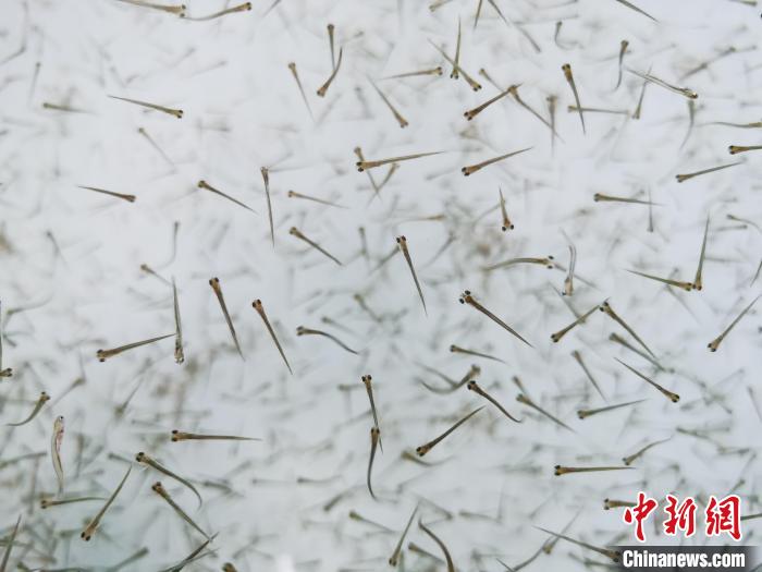 探訪青海湖湟魚“育嬰室”：“密集”育苗，體重10克放流