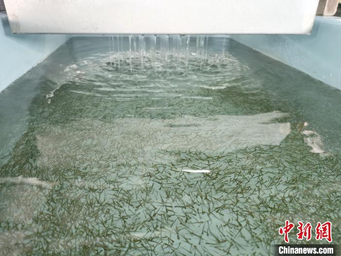 圖為正在育苗?！?zhí)砀?攝