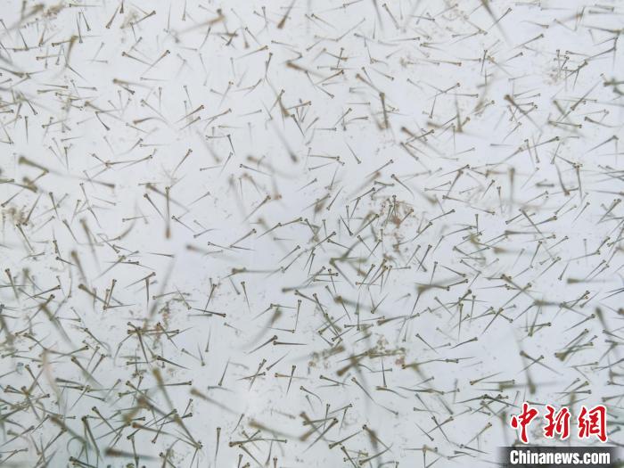 圖為魚苗。　張?zhí)砀?攝