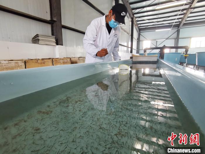 圖為工作人員檢查魚苗?！?zhí)砀?攝