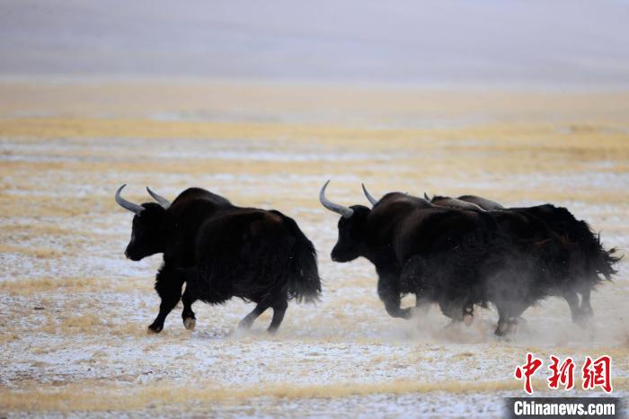 牦牛如何適應低氧環(huán)境？中科院團隊發(fā)現(xiàn)牦牛特有肺內皮細胞起作用