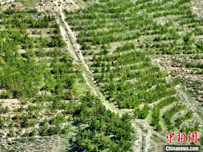 航拍建行青海省分行綠化區(qū)。　祁增蓓 攝