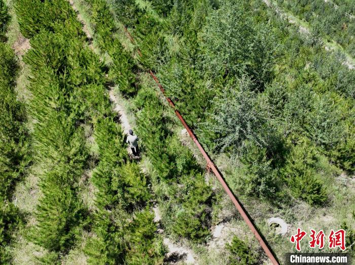 航拍建行青海省分行綠化區(qū)施工隊隊長盧占祥正在巡護綠化區(qū)。　祁增蓓 攝