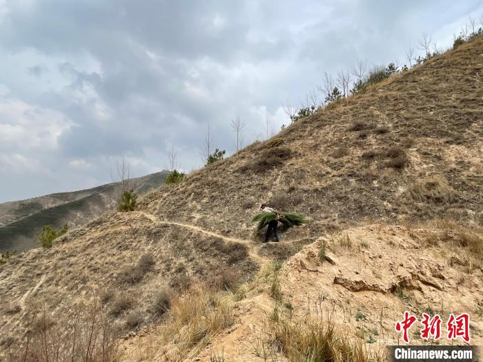 資料圖為建行青海省分行綠化區(qū)施工隊隊員人工運樹苗?！〗ㄐ星嗪Ｊ》中泄﹫D