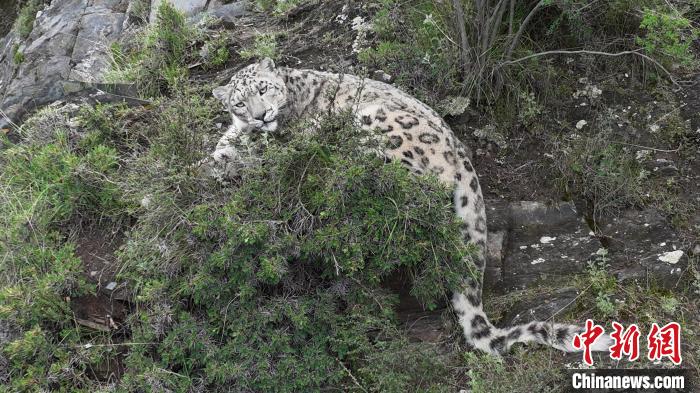 圖為雪豹向牧民攝影師方向張望。(資料圖) 公尕日 攝