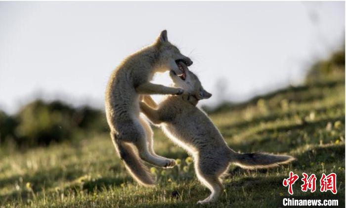 圖為郝進(jìn)芳的作品《難分勝負(fù)》?！∏嗪Ｊ∑钸B山自然保護(hù)協(xié)會供圖