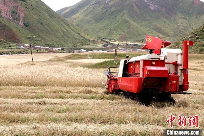 圖為秋收現(xiàn)場?！∮駱渲菸麄鞑抗﹫D