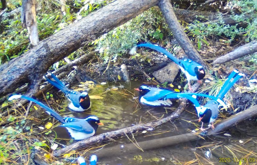 紅嘴藍(lán)鵲。涼山州委宣傳部供圖