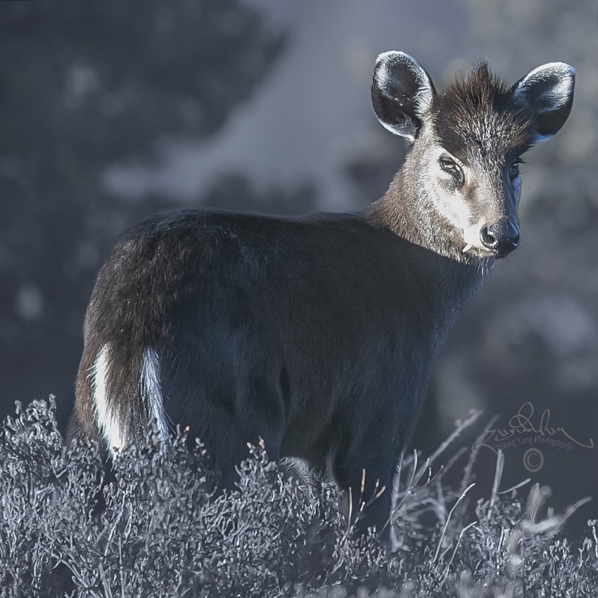 毛冠鹿。涼山州委宣傳部供圖