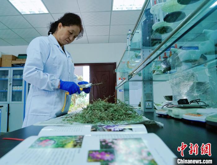 圖為張錦梅在實驗室工作?！●R銘言 攝