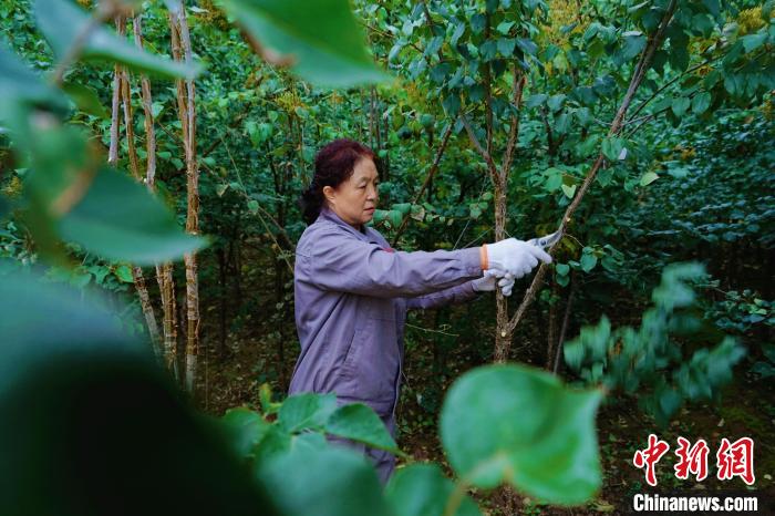 圖為張錦梅修剪丁香枝干?！●R銘言 攝