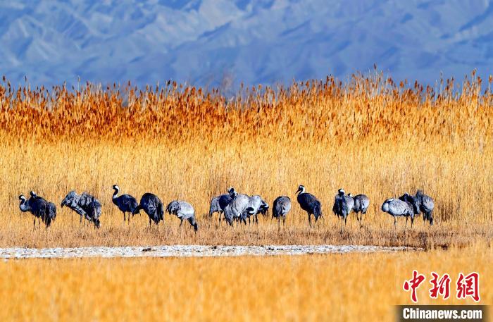 圖為可魯克湖野生水鳥覓食?！〉铝罟形麄鞑抗﹫D