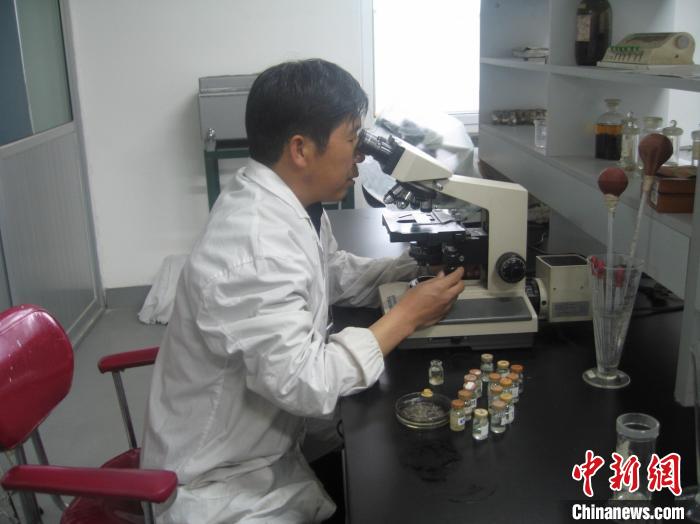 資料圖為研究團(tuán)隊(duì)進(jìn)行實(shí)驗(yàn)室寄生蟲分類鑒定。　 青海省畜牧獸醫(yī)科學(xué)院供圖
