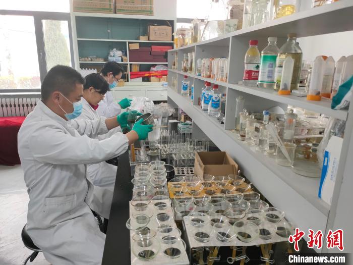 資料圖為研究團(tuán)隊(duì)進(jìn)行樣本檢查?！?青海省畜牧獸醫(yī)科學(xué)院供圖