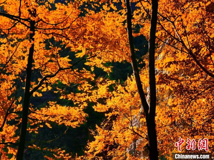 秋意濃?！≈炱桨?攝