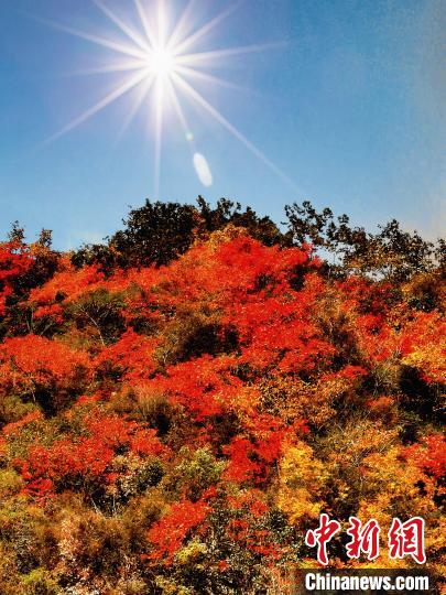 萬源市紅葉似火?！≈炱桨?攝