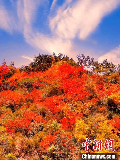 萬源深秋紅葉似火?！≈炱桨?　攝