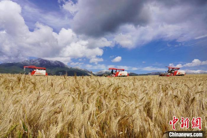 圖為青稞收獲?！±钣穹?攝