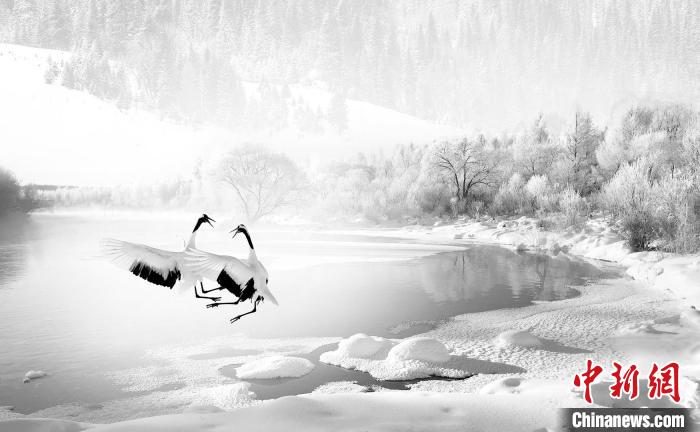 圖為焦生福的作品《鶴嬉雪林》?！∏嗪Ｊ∑钸B山自然保護協(xié)會供圖