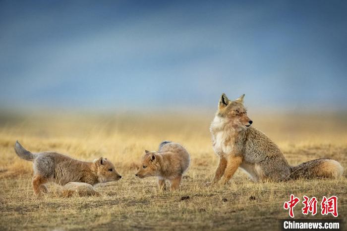 圖為焦生福的作品《居安思危》?！∏嗪Ｊ∑钸B山自然保護協(xié)會供圖