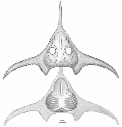 玉海翼角魚(yú)復(fù)原圖?！」ぢ?繪圖 攝
