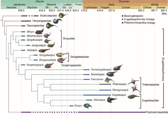 盔甲魚(yú)類的系統(tǒng)發(fā)育關(guān)系及地史分布?！≈锌圃汗偶棺邓?供圖