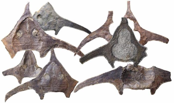 玉海翼角魚(yú)化石照片?！∩w志琨 攝