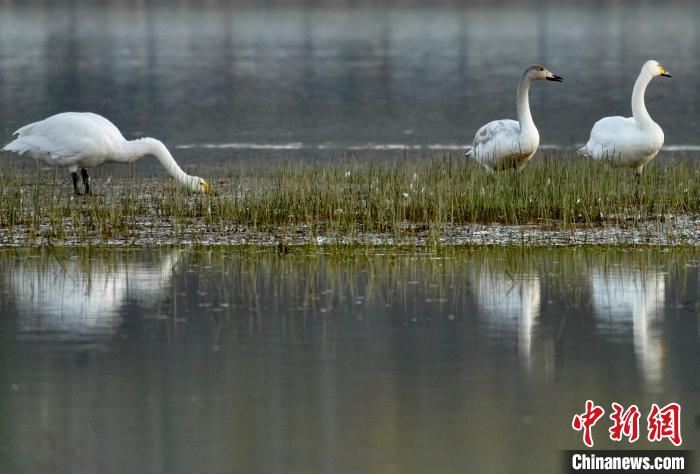 圖為三只大天鵝在黃河灘地嬉戲?!±钣穹?攝