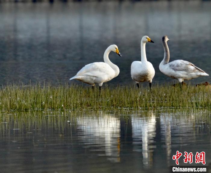 圖為三只大天鵝。　李玉峰 攝