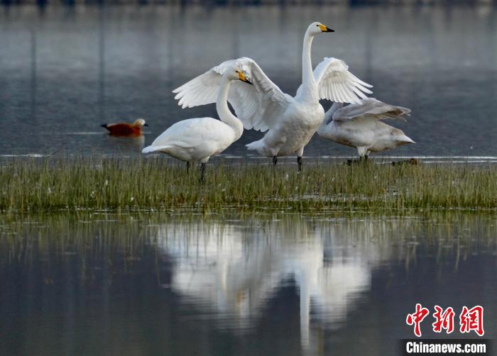 圖為三只大天鵝在黃河灘地嬉戲?！±钣穹?攝