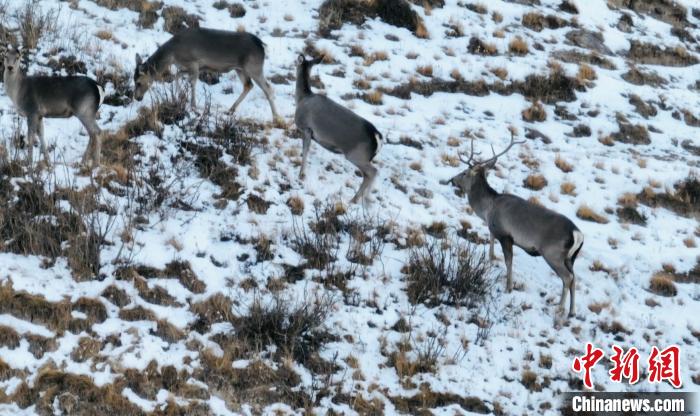 圖為巖羊和馬鹿集體覓食?！《继m縣融媒體中心 供圖