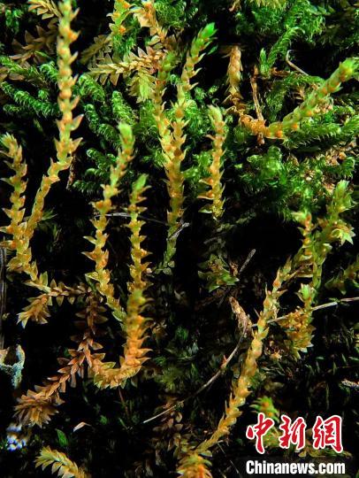 圖為九龍卷柏?！∏嗪Ｉ剿匀毁Y源調(diào)查規(guī)劃設(shè)計研究院供圖