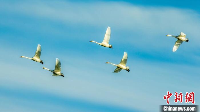 圖為天鵝在空中飛翔。　何啟金 攝
