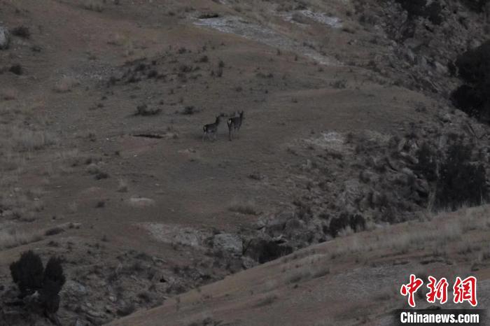 圖為兩只馬鹿在山坡上行走。　才仁 攝