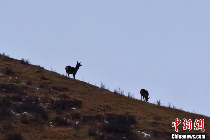 圖為馬鹿在山坡上覓食?！〔湃?攝