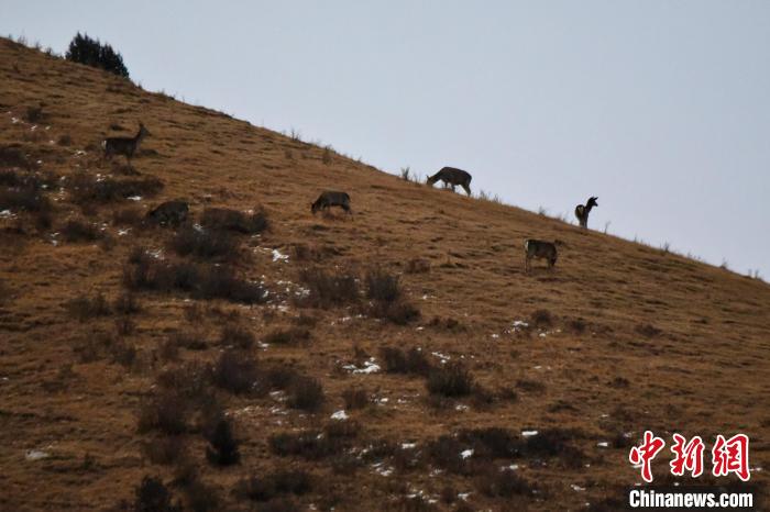 圖為馬鹿群在山坡上覓食?！〔湃?攝