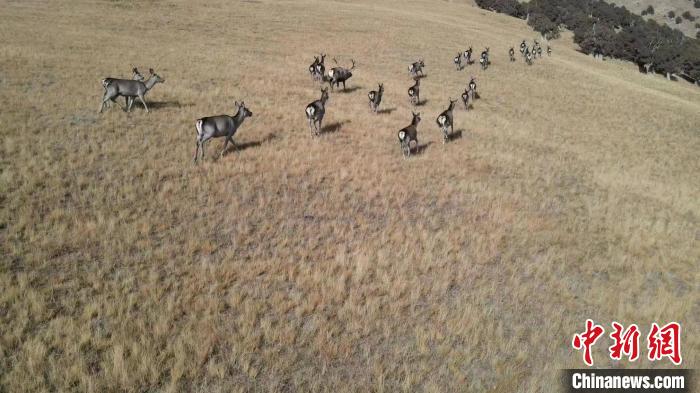 圖為馬鹿群在草地中漫步。　才仁 攝