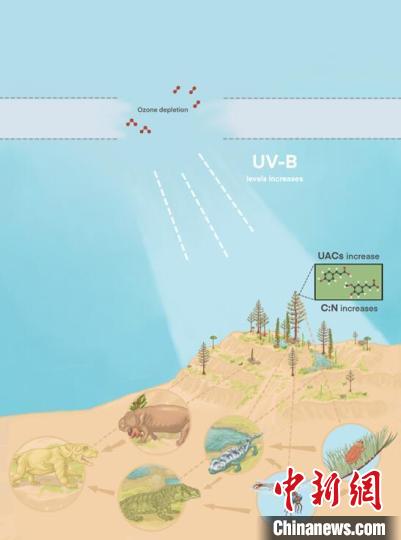 臭氧層破壞引起的紫外線輻射增加對(duì)陸地食物鏈的影響?！∧瞎潘?供圖