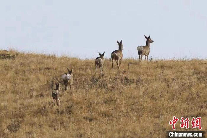 圖為狍鹿在山間漫步?！〔彭?xiàng)南加 攝