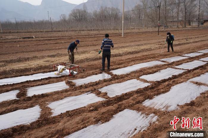 青海:預計糧食播種作物面積穩(wěn)定在445萬畝以上
