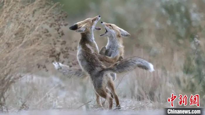 圖為同海元的作品《第一回合》?！∏嗪Ｊ∑钸B山自然保護(hù)協(xié)會(huì)供圖