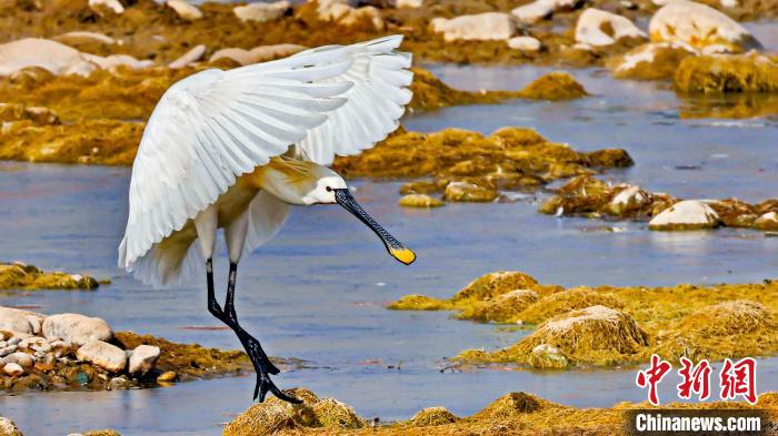 圖為白琵鷺?！?yán)桉 攝