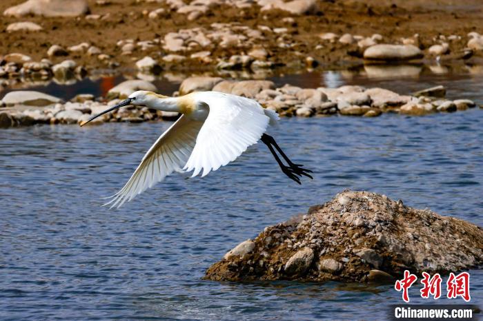 圖為準(zhǔn)備飛翔的白琵鷺?！?yán)桉 攝