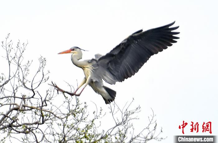 蒼鷺在覓食嬉戲。　安源 攝