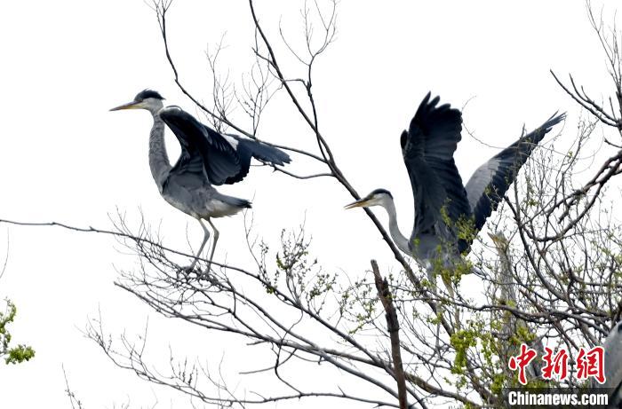蒼鷺在覓食嬉戲?！“苍?攝